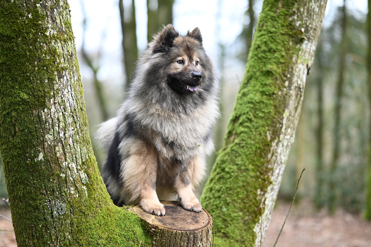 dog, nature, eurasier-8617695.jpg